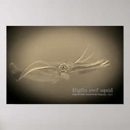 Bigfin reef squid, Sepioteuthis leoniana. Poster
