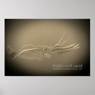 Bigfin reef squid, Sepioteuthis leoniana. Poster