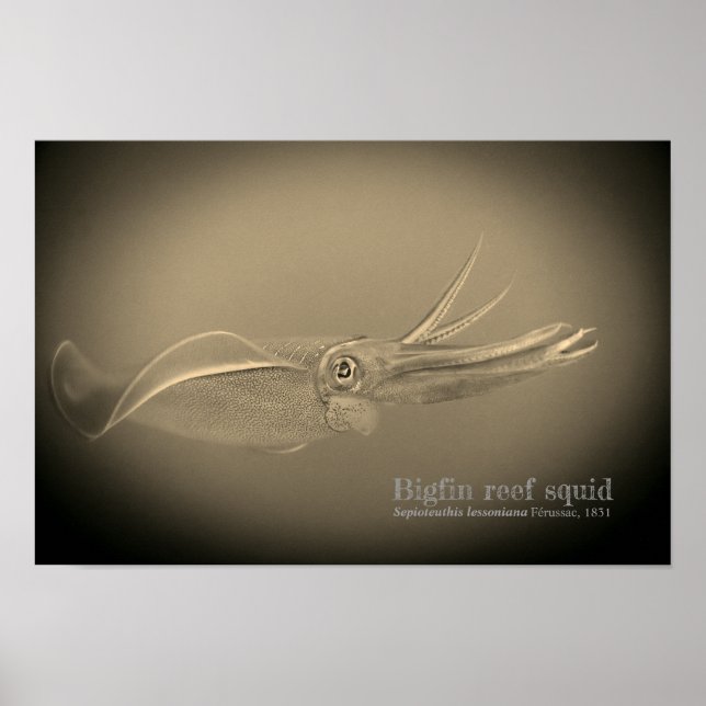 Bigfin reef squid, Sepioteuthis leoniana. Poster (Framsidan)
