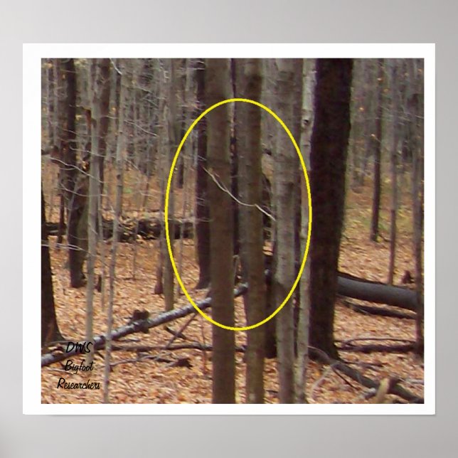 Bigfoot bakom Träd Poster (Framsidan)