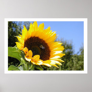 Bigger Sun Flower Poster