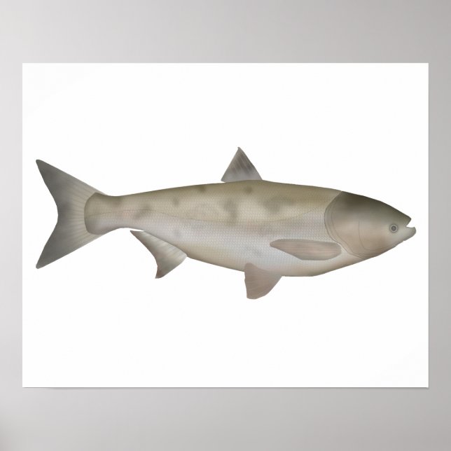Bighead Carp Poster (Framsidan)