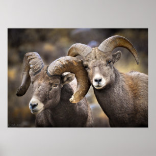 Bighorn bröder poster