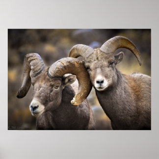 Bighorn Brothers Poster