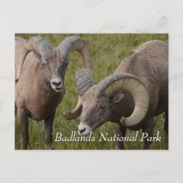 Bighorn får i nationalparken Badlands Vykort