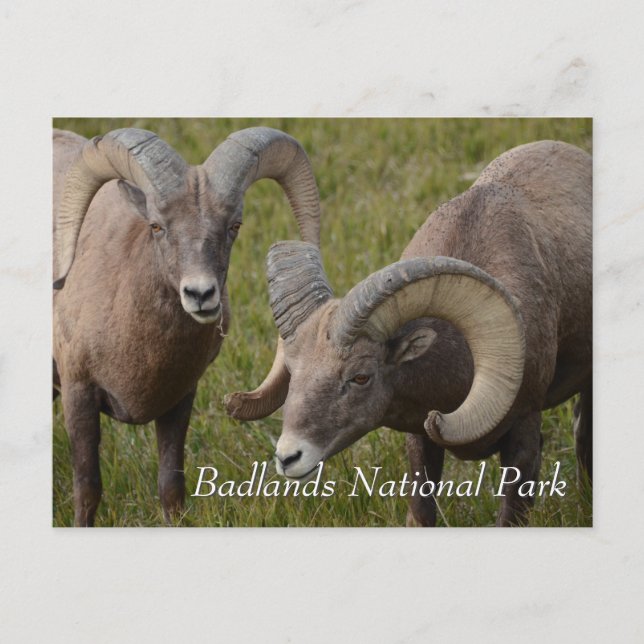 Bighorn får i nationalparken Badlands Vykort (Framsida)