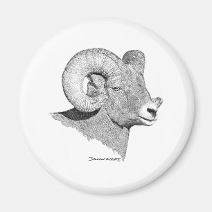 Bighorn får magnet