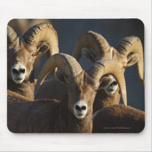 Bighorn får musmatta