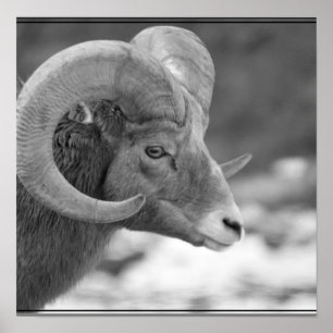 Bighorn får poster