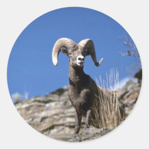 Bighorn får (ramma vaket på ansikte av bergklipp runt klistermärke