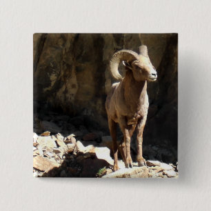 Bighorn får rammar nära stenar i Colorado. Knapp