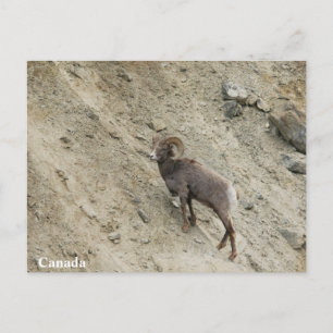 Bighorn får vid backe vykort