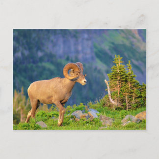 Bighorn får vykort
