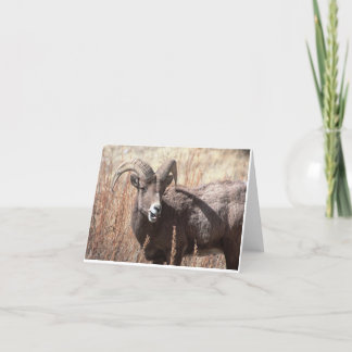Bighorn fårnotecards kort