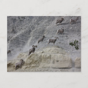 Bighorn Mountain Sheep Vykort