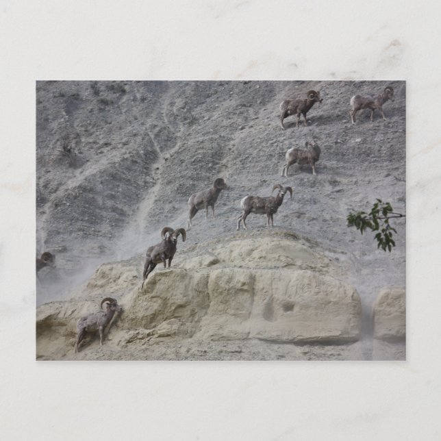 Bighorn Mountain Sheep Vykort (Framsida)