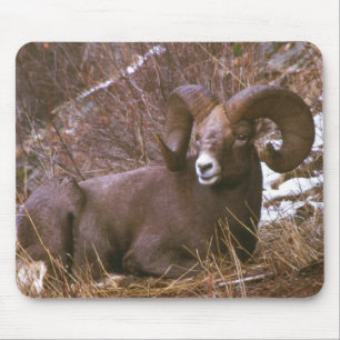 Bighorn rammar musmatta