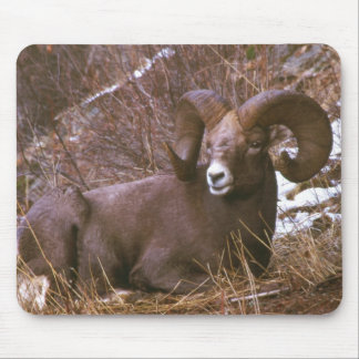 Bighorn rammar musmatta