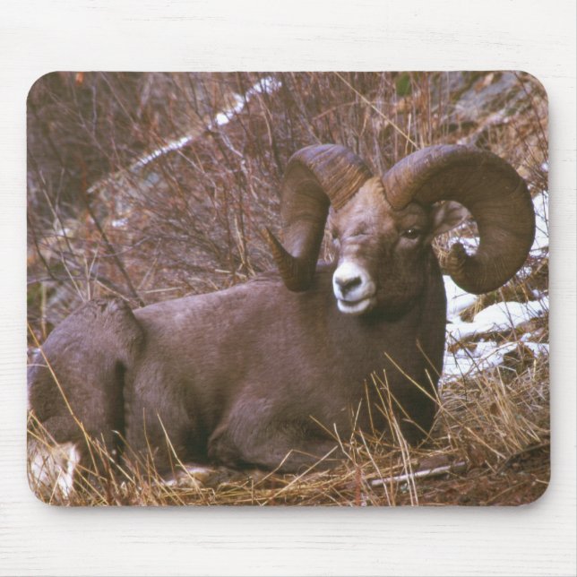 Bighorn rammar musmatta (Framsidan)