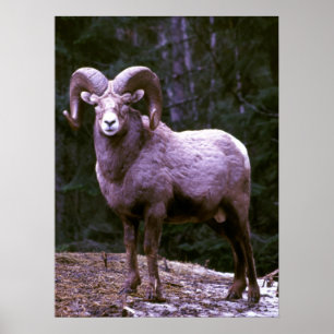 Bighorn rammar poster