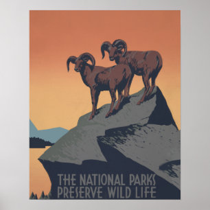 Bighorn Sheep American Väster Wildlife Poster