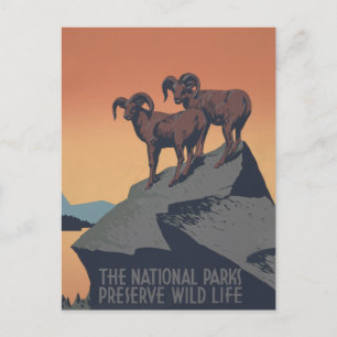 Bighorn Sheep American Väster Wildlife Vykort