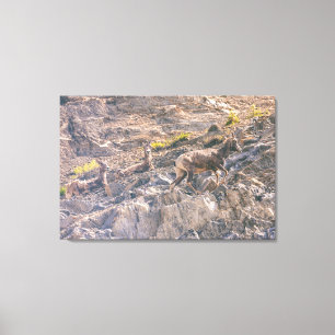 Bighorn Sheep Canvastryck