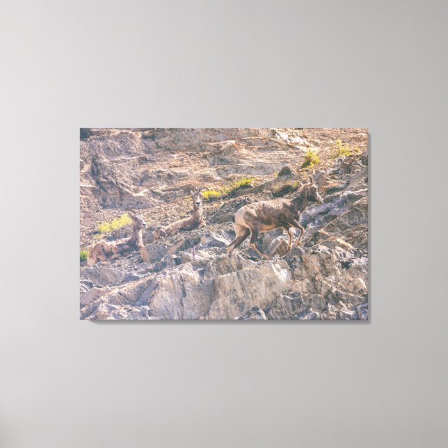 Bighorn Sheep Canvastryck (Framsida)