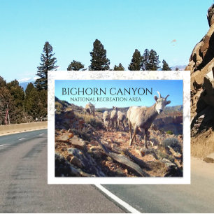 BIghorn Sheep Ewes and Young, BIghorn Canyon Vykort