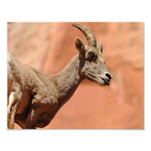 Bighorn Sheep Fototryck (Framsidan)