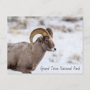 Bighorn Sheep Grand Teton nationalpark Vykort