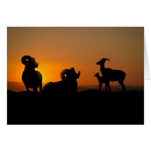 Bighorn Sheep Hälsningskort