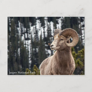 Bighorn Sheep - Jasper nationalpark Vykort