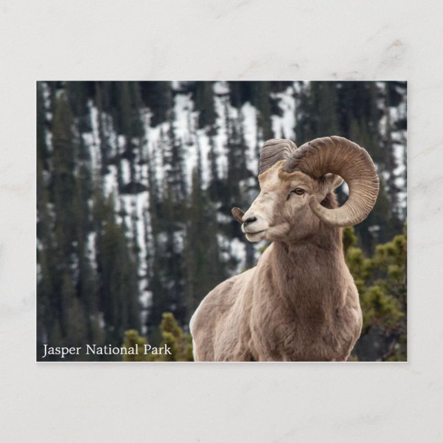 Bighorn Sheep - Jasper nationalpark Vykort (Framsida)