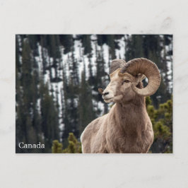 Bighorn Sheep - Kanada Vykort
