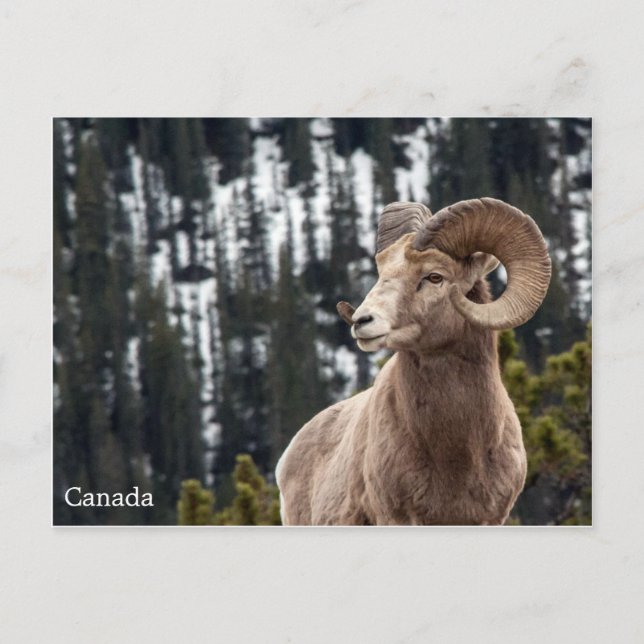 Bighorn Sheep - Kanada Vykort (Framsida)