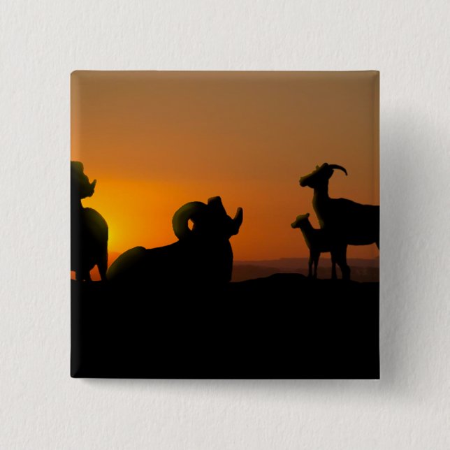 Bighorn Sheep Knapp (Framsida)