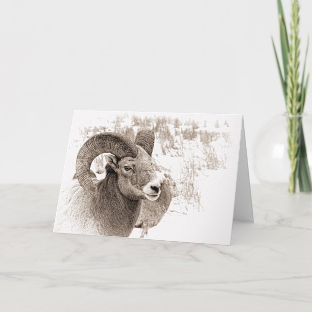 BigHorn Sheep Kort (Framsida)