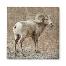 Bighorn Sheep Magnet