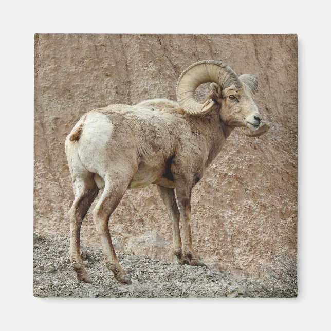 Bighorn Sheep Magnet (Framsidan)