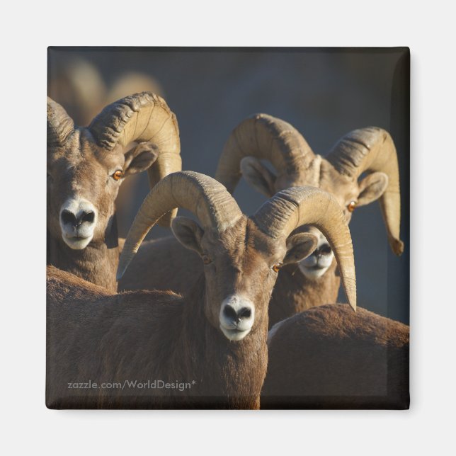 Bighorn Sheep Magnet (Framsidan)