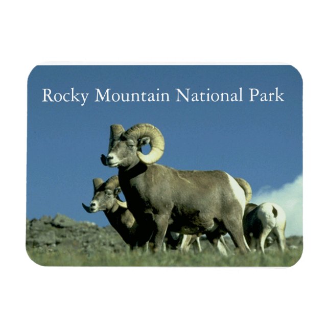 Bighorn Sheep Magnet (Horisontell)