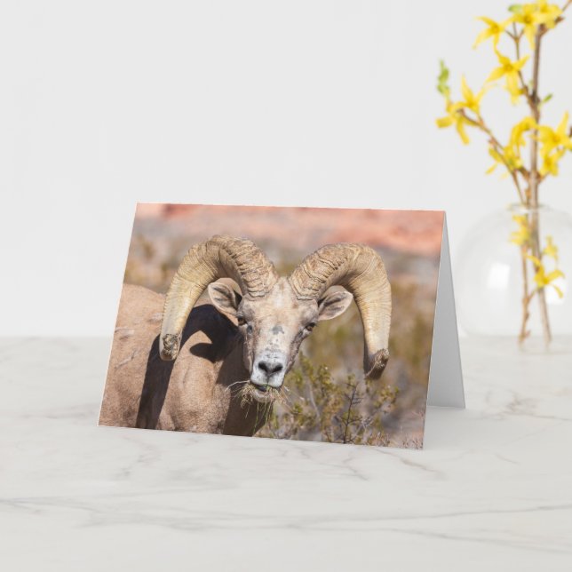 Bighorn Sheep Masculine Greeting Card Kort (Gul blomma)