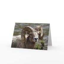 Bighorn Sheep Notecard