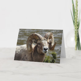 Bighorn Sheep Notecard Kort