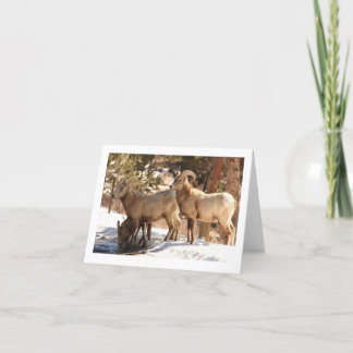 Bighorn Sheep notecard Kort