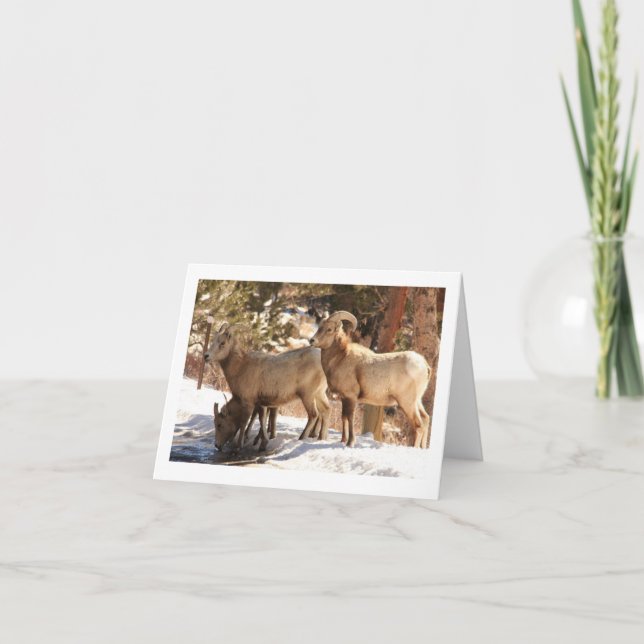 Bighorn Sheep notecard Kort (Framsida)