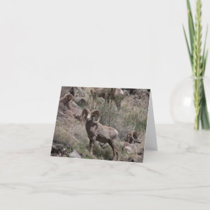 Bighorn Sheep notecards Kort