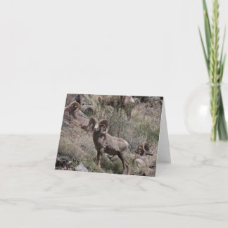 Bighorn Sheep notecards Kort