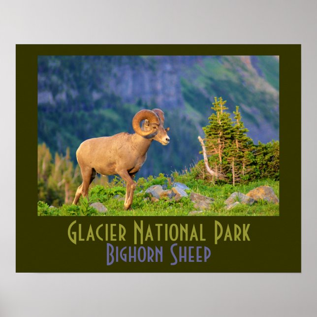 Bighorn Sheep of Glacier National Park Poster (Framsidan)